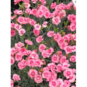 goździk pierzasty (Dianthus plumarius) Angel of Hope- Świat bylin - sklep internetowy