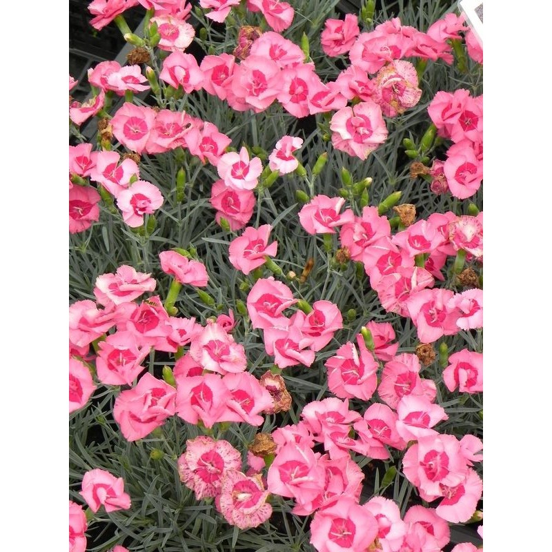 goździk pierzasty (Dianthus plumarius) Angel of Hope- Świat bylin - sklep internetowy