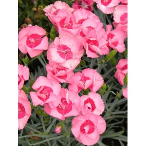 goździk pierzasty (Dianthus plumarius) Angel of Hope- Świat bylin - sklep internetowy