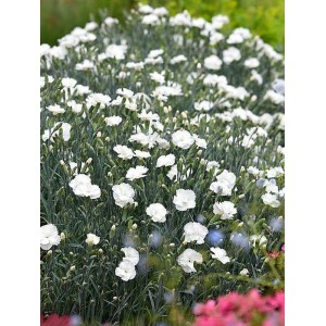 goździk pierzasty (Dianthus plumarius) Angel of Purity- Świat bylin - sklep internetowy