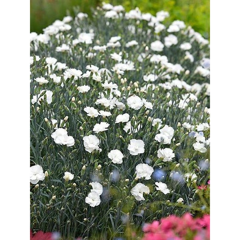 goździk pierzasty (Dianthus plumarius) Angel of Purity- Świat bylin - sklep internetowy