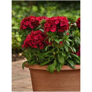 goździk brodaty (Dianthus x barbatus) Dart Raspberry- Świat bylin - sklep internetowy