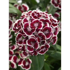 goździk brodaty (Dianthus x barbatus) Dart Red Picotee- Świat bylin - sklep internetowy