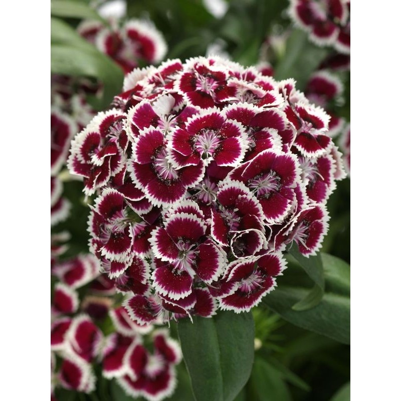 goździk brodaty (Dianthus x barbatus) Dart Red Picotee- Świat bylin - sklep internetowy