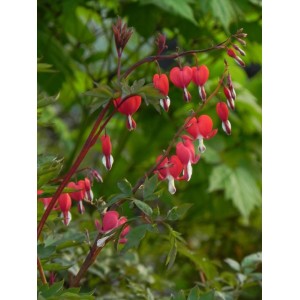 serduszka okazała (Dicentra spectabilis) Valentine®- Świat bylin - sklep internetowy