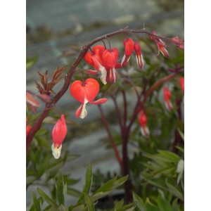 serduszka okazała (Dicentra spectabilis) Valentine®- Świat bylin - sklep internetowy