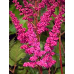 tawułka chińska (Astilbe chinensis) Vision in Red®- Świat bylin - sklep internetowy