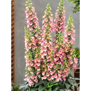 naparstnica purpurowa (Digitalis purpurea) Arctic Fox Rose- Świat bylin - sklep internetowy