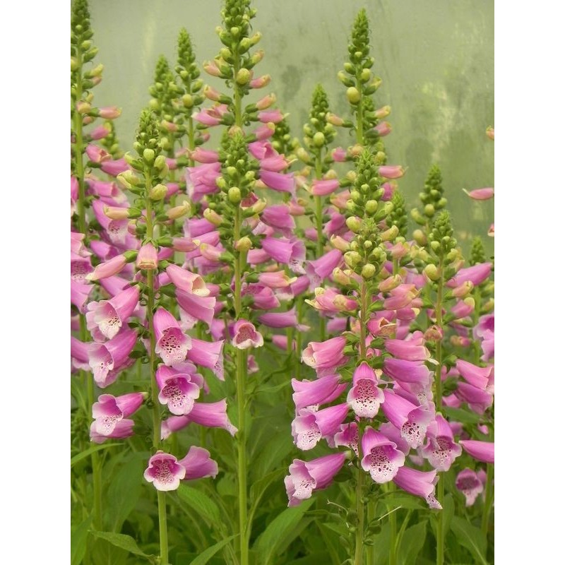 naparstnica purpurowa (Digitalis purpurea) Dalmatian F1 Purple- Świat bylin - sklep internetowy