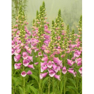 naparstnica purpurowa (Digitalis purpurea) Dalmatian F1 Purple- Świat bylin - sklep internetowy