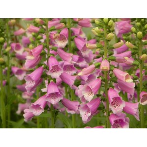 naparstnica purpurowa (Digitalis purpurea) Dalmatian F1 Purple- Świat bylin - sklep internetowy