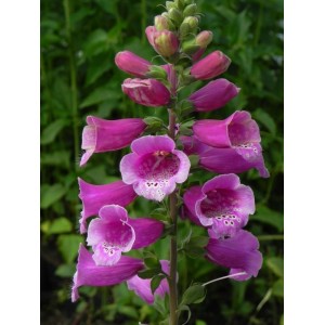 naparstnica purpurowa (Digitalis purpurea) Dalmatian F1 Purple- Świat bylin - sklep internetowy