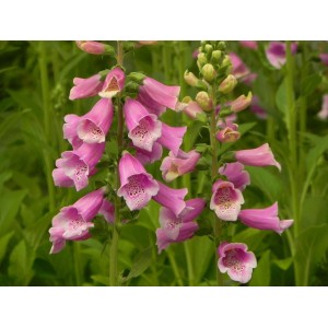 naparstnica purpurowa (Digitalis purpurea) Dalmatian F1 Purple- Świat bylin - sklep internetowy