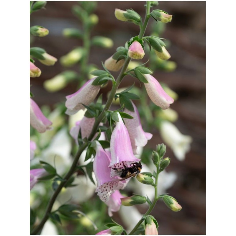 naparstnica purpurowa (Digitalis purpurea) Hanabee Pink- Świat bylin - sklep internetowy