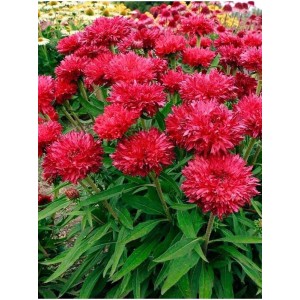 jeżówka purpurowa (Echinacea purpurea) Fringe Festival- Świat bylin - sklep internetowy