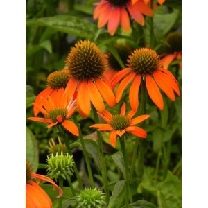 jeżówka purpurowa (Echinacea purpurea) Lacota™ Orange- Świat bylin - sklep internetowy