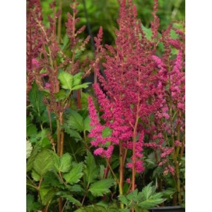 tawułka chińska (Astilbe chinensis) Vision in Red®- Świat bylin - sklep internetowy