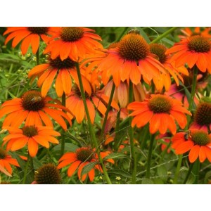 jeżówka purpurowa (Echinacea purpurea) Lacota™ Orange- Świat bylin - sklep internetowy