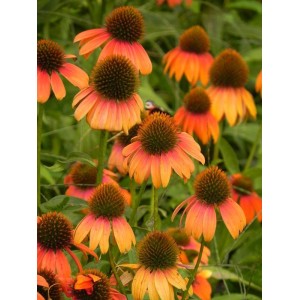 jeżówka purpurowa (Echinacea purpurea) Lacota™ Orange- Świat bylin - sklep internetowy