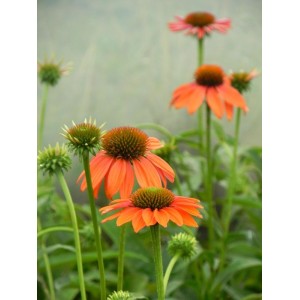 jeżówka purpurowa (Echinacea purpurea) Lacota™ Orange- Świat bylin - sklep internetowy