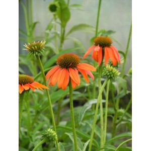 jeżówka purpurowa (Echinacea purpurea) Lacota™ Orange- Świat bylin - sklep internetowy