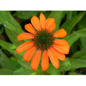 jeżówka purpurowa (Echinacea purpurea) Lacota™ Orange- Świat bylin - sklep internetowy
