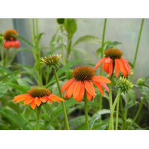 jeżówka purpurowa (Echinacea purpurea) Lacota™ Orange- Świat bylin - sklep internetowy