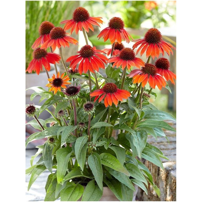 jeżówka purpurowa (Echinacea purpurea) Sombrero® Sangrita- Świat bylin - sklep internetowy