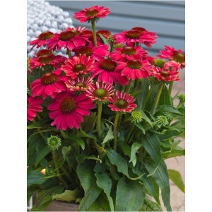 jeżówka purpurowa (Echinacea purpurea) SunMagic Vintage Lipstick- Świat bylin - sklep internetowy