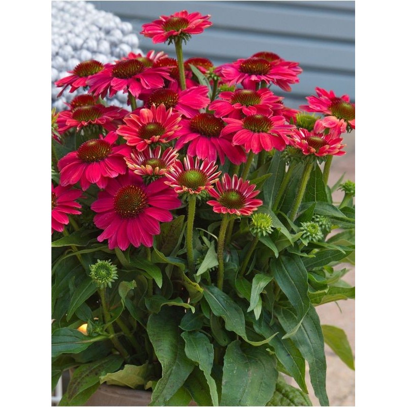 jeżówka purpurowa (Echinacea purpurea) SunMagic Vintage Lipstick- Świat bylin - sklep internetowy