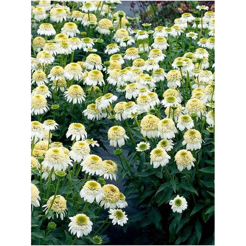 jeżówka (Echinacea x) Cara Mia Sands- Świat bylin - sklep internetowy