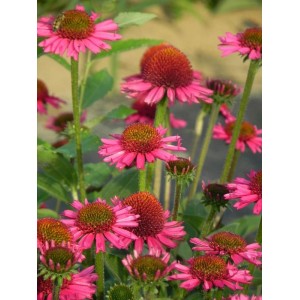 jeżówka (Echinacea x) Delicious Candy- Świat bylin - sklep internetowy
