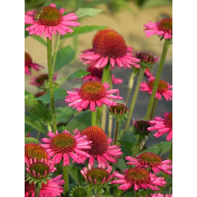 jeżówka (Echinacea x) Delicious Candy- Świat bylin - sklep internetowy