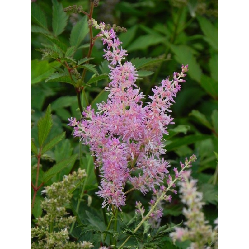 tawułka japońska (Astilbe japonica) America- Świat bylin - sklep internetowy