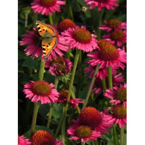 jeżówka (Echinacea x) Delicious Candy- Świat bylin - sklep internetowy