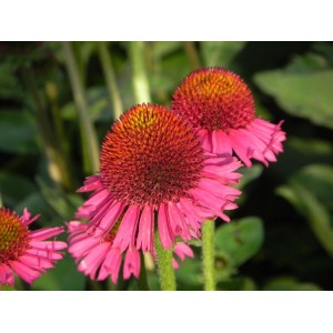 jeżówka (Echinacea x) Delicious Candy- Świat bylin - sklep internetowy