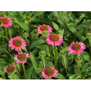 jeżówka (Echinacea x) Delicious Candy- Świat bylin - sklep internetowy