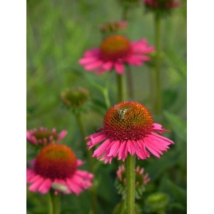 jeżówka (Echinacea x) Delicious Candy- Świat bylin - sklep internetowy
