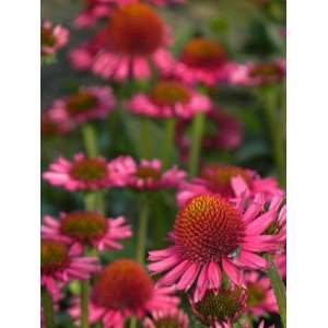 jeżówka (Echinacea x) Delicious Candy- Świat bylin - sklep internetowy