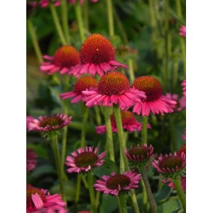 jeżówka (Echinacea x) Delicious Candy- Świat bylin - sklep internetowy