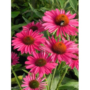 jeżówka (Echinacea x) Kismet Raspberry- Świat bylin - sklep internetowy
