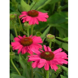 jeżówka (Echinacea x) Kismet Raspberry- Świat bylin - sklep internetowy