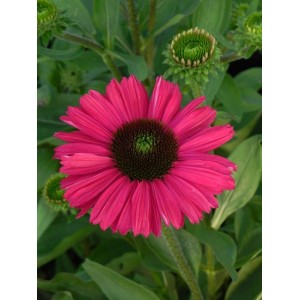 jeżówka (Echinacea x) Kismet Raspberry- Świat bylin - sklep internetowy