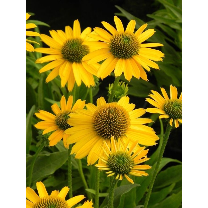 jeżówka (Echinacea x) Kismet Yellow- Świat bylin - sklep internetowy