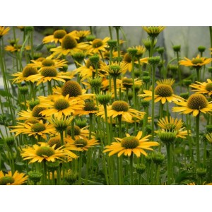 jeżówka (Echinacea x) Kismet Yellow- Świat bylin - sklep internetowy