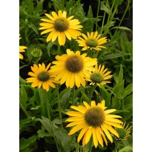 jeżówka (Echinacea x) Kismet Yellow- Świat bylin - sklep internetowy