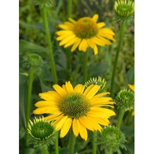 jeżówka (Echinacea x) Kismet Yellow- Świat bylin - sklep internetowy