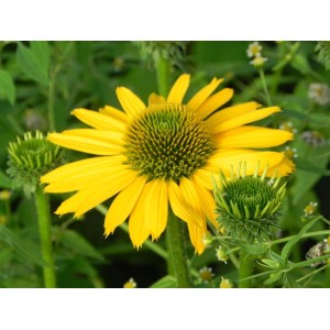 jeżówka (Echinacea x) Kismet Yellow- Świat bylin - sklep internetowy