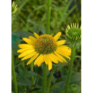 jeżówka (Echinacea x) Kismet Yellow- Świat bylin - sklep internetowy