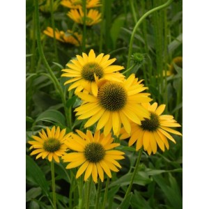 jeżówka (Echinacea x) Kismet Yellow- Świat bylin - sklep internetowy